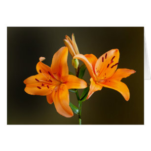Orange Tigerlilien und Knospen Fotokarte
