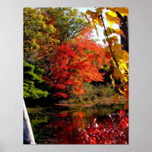 Orange Tree Fall Foliage Fotografy Poster