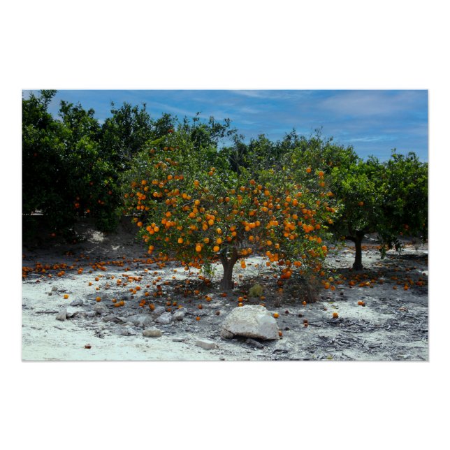 Orange Tree Poster (Vorderseite)