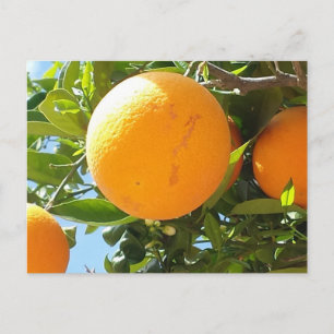 Orange Tree - Spanien, Postkarte