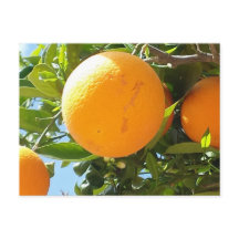 Orange Tree - Spanien, Postkarte