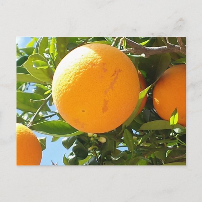 Orange Tree - Spanien, Postkarte (Vorderseite)
