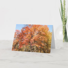 Orange Trees Feiertagskarte