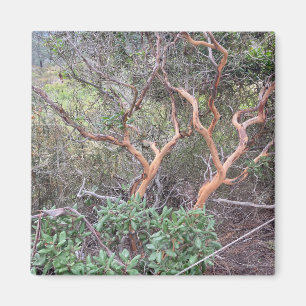 Orange Tree's in Torrey Pines San Diego Foto Magnet