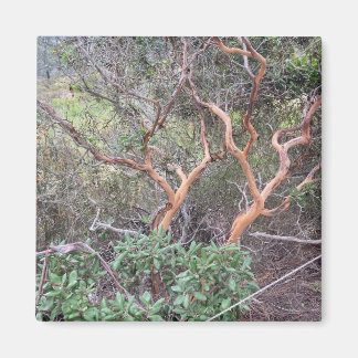 Orange Tree's in Torrey Pines San Diego Foto Magnet
