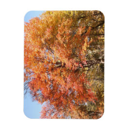 Orange Trees Magnet