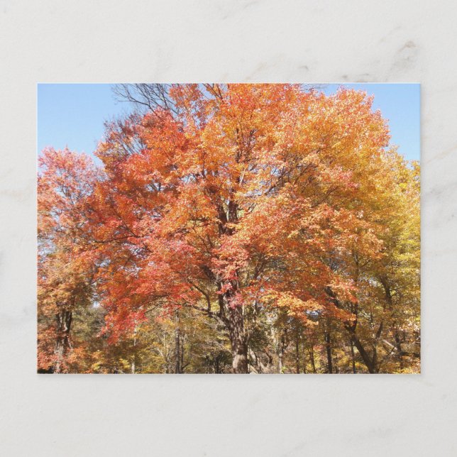 Orange Trees Postkarte (Vorderseite)