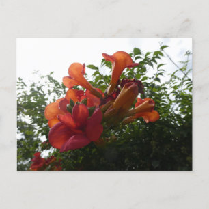Orange Trumpet Vine Blume DIY Postkarte