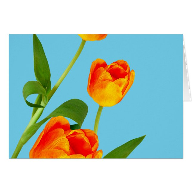 Orange Tulip (Vorderseite (Horizontal))
