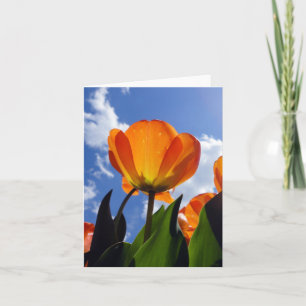 Orange Tulip, Blue Sky