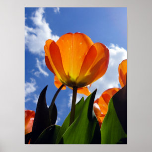 Orange Tulip, Blue Sky Poster