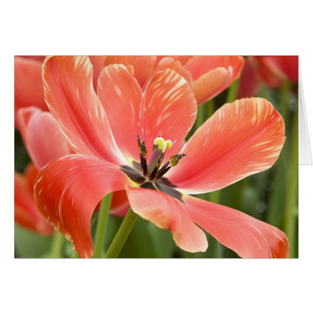 Orange Tulip Closeup (Vorderseite (Horizontal))