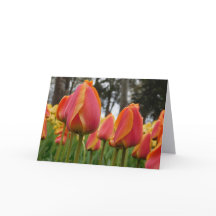 Orange Tulip Fine Art Fotografie gefaltete Notizka