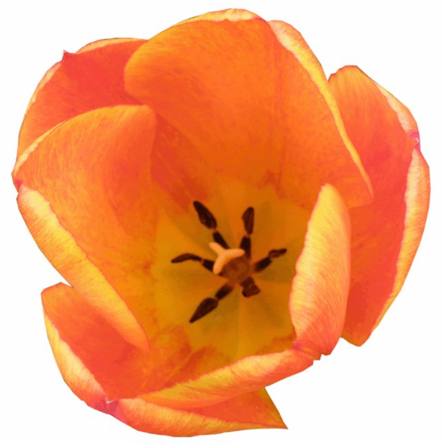 Orange Tulip Foto-Skulptur Freistehende Fotoskulptur (Vorne)