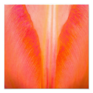Orange Tulip Fotodruck