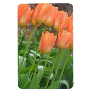 Orange Tulip Garden Magnet