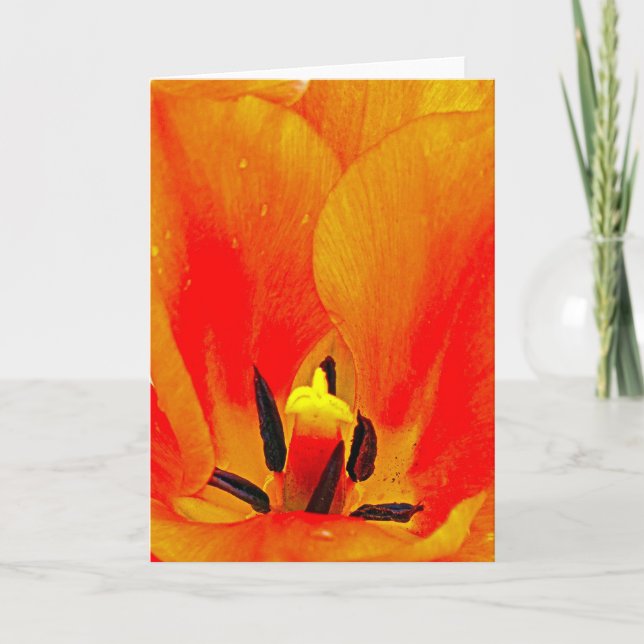 Orange Tulip Karte (Vorderseite)