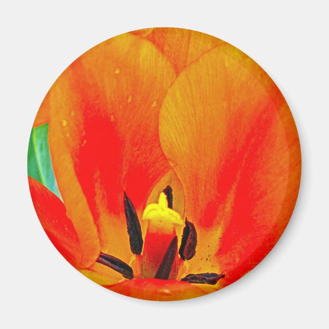 Orange Tulip Magnet (Vorne)