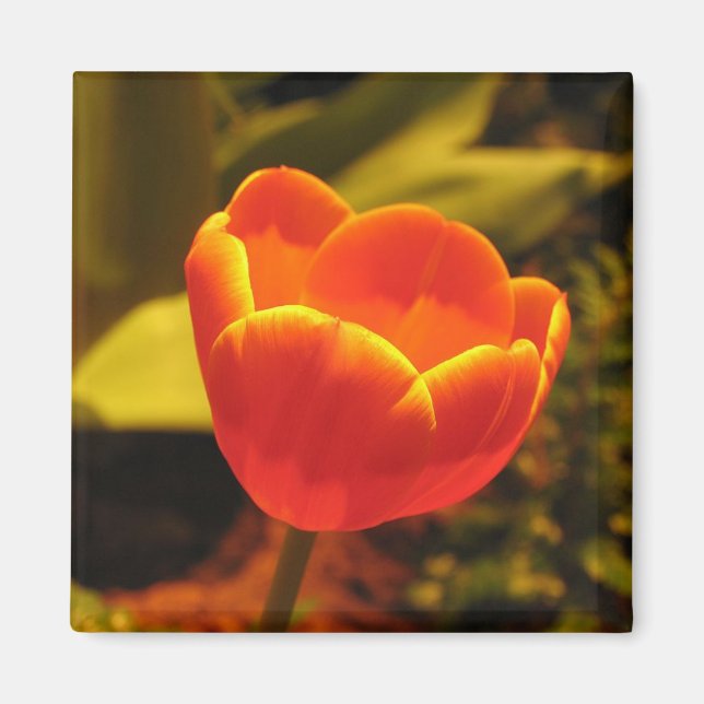 Orange Tulip Magnet (Vorne)