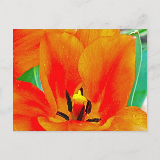 Orange Tulip Postkarte (Vorderseite)