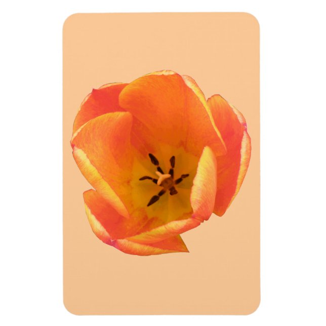 Orange Tulip Premium Magnet (Vertikal)