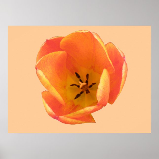 Orange Tulip Print Poster (Vorne)