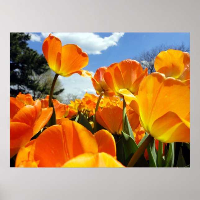 Orange Tulip Reaching für den Himmel Poster (Vorne)