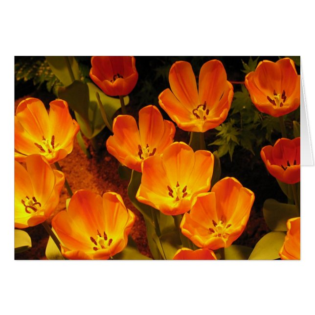 Orange Tulips (Vorderseite (Horizontal))