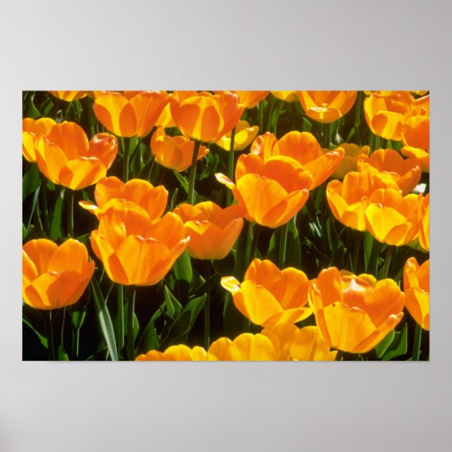 Orange Tulips Blume Poster (Vorne)