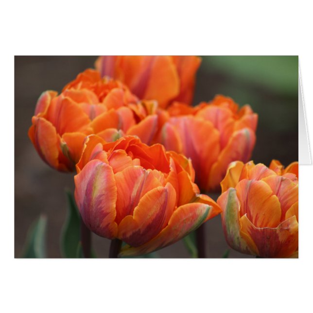 Orange Tulips Grußkarte. (Vorderseite (Horizontal))