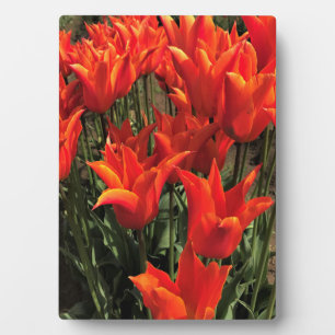 Orange Tulips, Oregon Fotoplatte