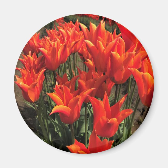 Orange Tulips, Oregon Magnet (Vorne)