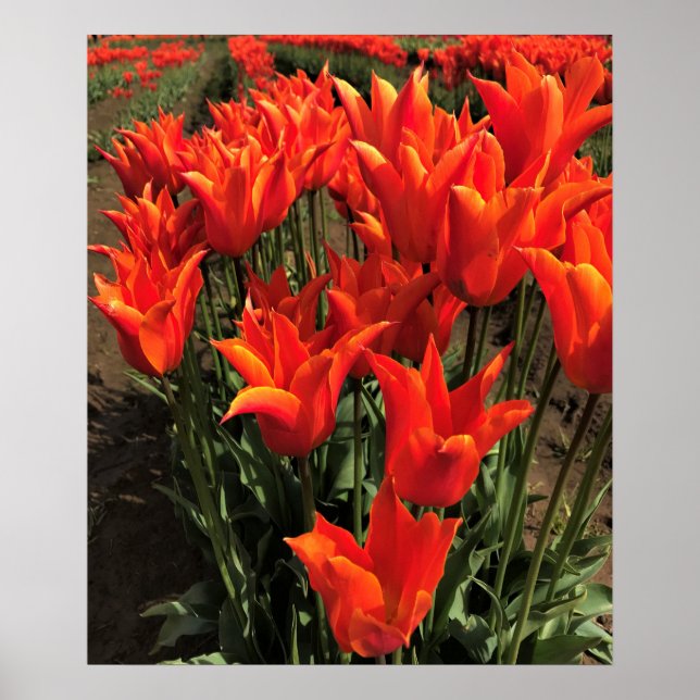 Orange Tulips, Oregon Poster (Vorne)