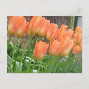 Orange Tulips Postcard Postkarte