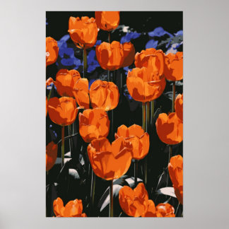 Orange Tulips Poster