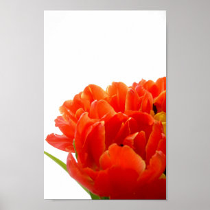 Orange Tulips Poster