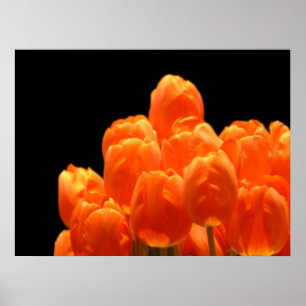 Orange Tulips Poster