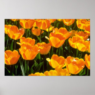 Orange Tulpe-Blumen Poster