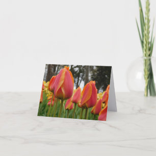 Orange Tulpe Fine Art Fotografie gefaltete Karte