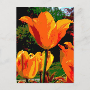 Orange Tulpe Postkarte