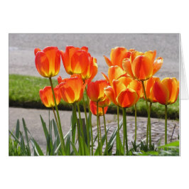 Orange Tulpen