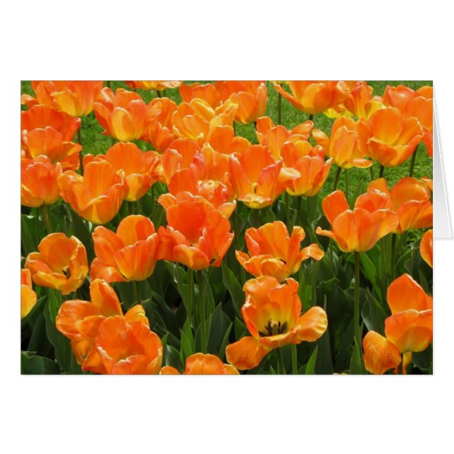 Orange Tulpen (Vorderseite (Horizontal))