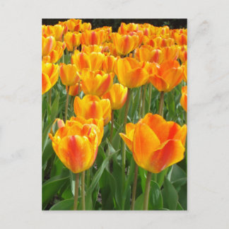 Orange Tulpen Postkarte