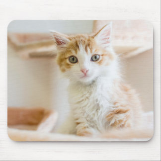 Orange u. weißes Kätzchen Mousepad