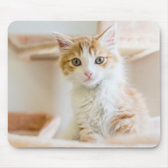 Orange u. weißes Kätzchen Mousepad (Vorne)