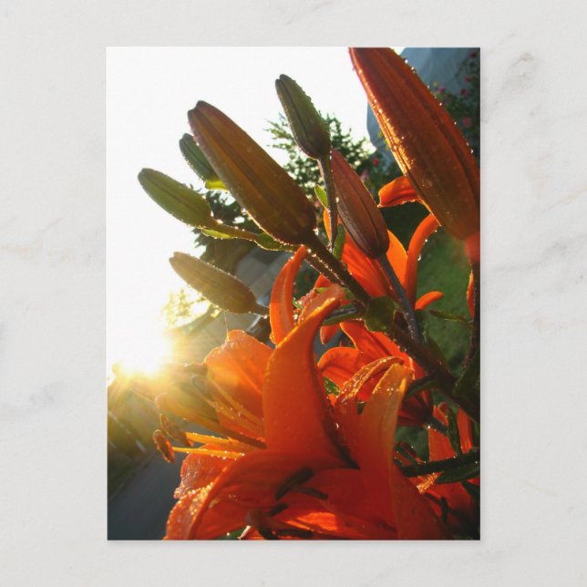 Orange Un Bloomed Postkarte (Vorderseite)