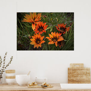Orange und Black Gazanias Poster