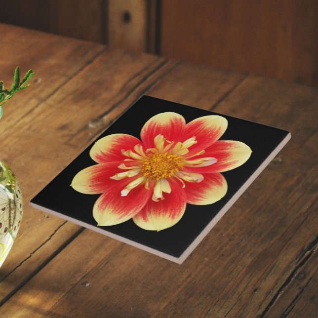 Orange und Gelb Collarette Dahlia Floral Fliese (In Situ)