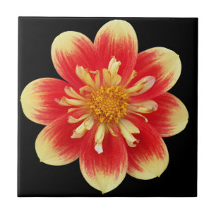 Orange und Gelb Collarette Dahlia Floral Fliese
