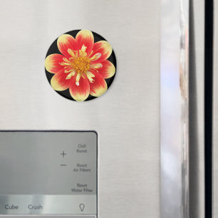 Orange und Gelb Collarette Dahlia Floral Magnet